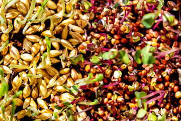 topview of two microgreens, barley and radish seedlings
