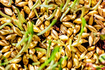 barley seedlings or sprouts, concept fresh, healthy micro greens