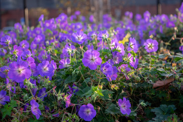 Cranesbills group of flowers, Geranium Rozanne in bloom, big bunch of flowers
