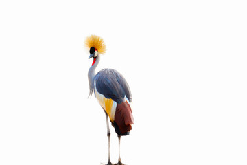 Black Crowned Crane isolated