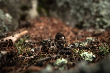 cones in the forest