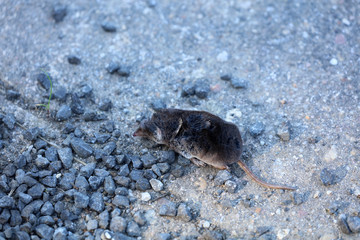 Tote Maus auf einem Feldweg
