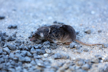 Tote Maus auf einem Feldweg