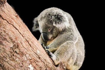 cute koala isolated on black background