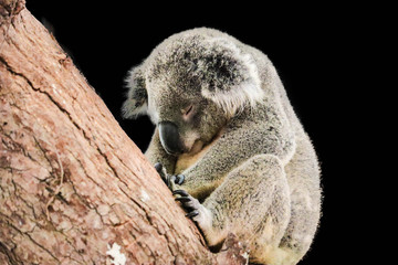 Fototapeta premium cute koala isolated on black background