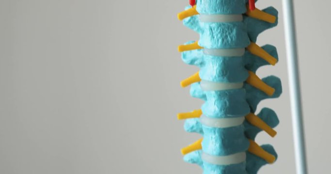 Colorful plastic model of a human spine and pelvis bones on white background, closeup view.