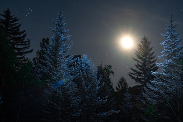 Fototapeta na wymiar Night sky in the forest