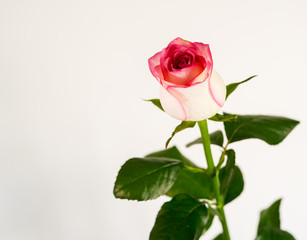 flowers of roses on a beautiful background