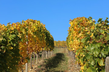 Fototapeta premium Weinberg im Herbst