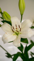 lily flower on white background