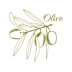 branch olives, sketch, vector illustration hand-drawn logo of olives - 267898066