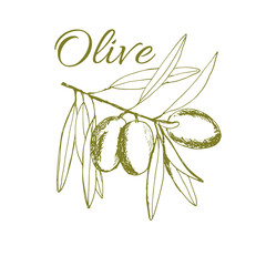 branch olives, sketch, vector illustration hand-drawn logo of olives