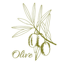 branch olives, sketch, vector illustration hand-drawn logo of olives - 267898088