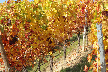 Weinberg im Herbst