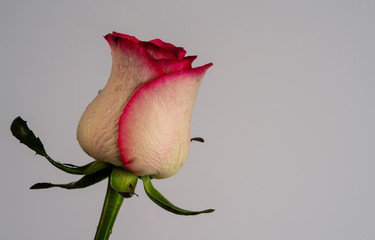 Fototapeta premium flowers of roses on a beautiful background
