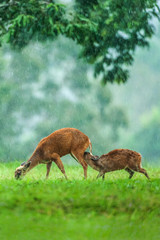 Mother deer suckling his baby fawn in the rain.