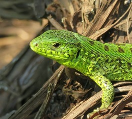 Green european lizard in the garden, closeup