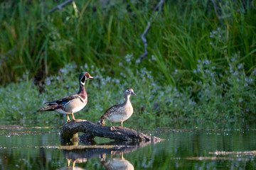 Male female wood duck pair perched on a log over water.