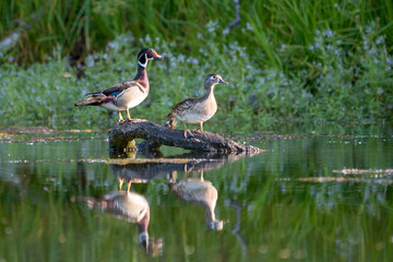 Male female wood duck pair perched on a log over water.