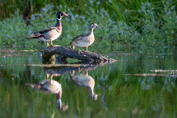 Male female wood duck pair perched on a log over water.