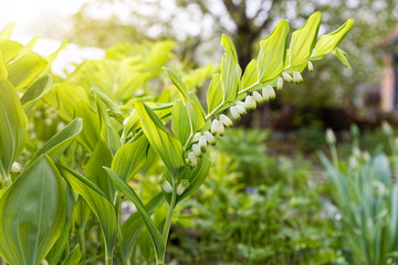 Flowering plant of Polygonatum multiflorum
