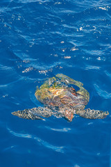 Green Sea Turtle swimming in a blue seawater. Bright sunlight with glitter sparkles. Similan Islands, Andaman Sea, Thailand.