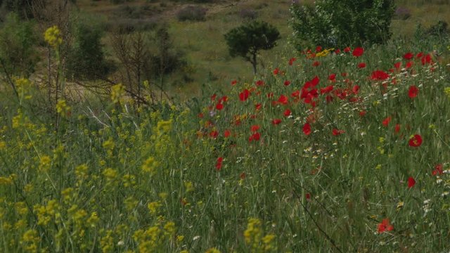 A shot with yellow pastel grass and poppies