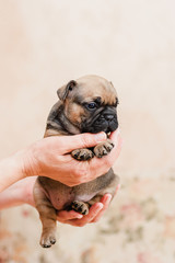 French bulldog puppy portrait over pale cream light background in the hands of the hostess