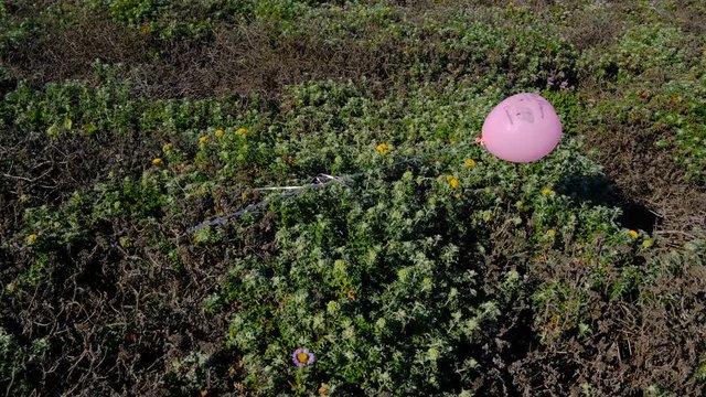 tight shot of a released balloon blowing in the wind and snagged in coastal scrub brush in Central California littering pristine coastline