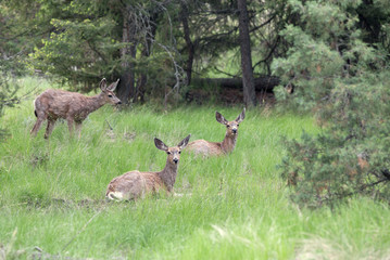 Naklejka na ściany i meble Herd of mule deer in the forest