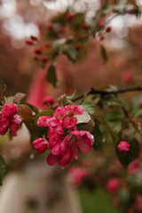 Pink flowers of blooming Apple trees close-up. Flowering Apple trees after the rain. Raindrops on...