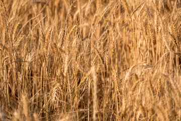 Dry Winter Wheat crop close up