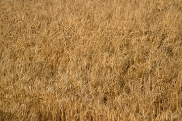 Dry Winter Wheat crop close up