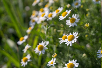 blooming small white and yellow flowers.
