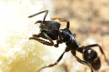 Black ants, with two antennas on the head, and two claws in the mouth