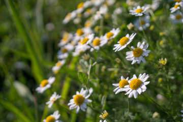 blooming small white and yellow flowers.