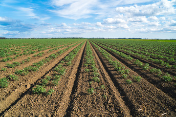 Fototapeta na wymiar Tomato row crops California