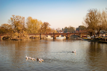 Straford upon river avon boats and with ducks in the water
