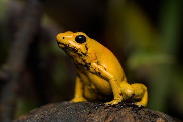 Golden poison frog on a log