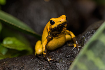 Golden poison frog on a log