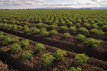 Tomato row crops California