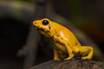 Golden poison frog on a log