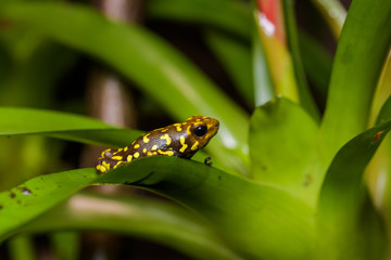 Harlekin poison dart frog in a bromeliad