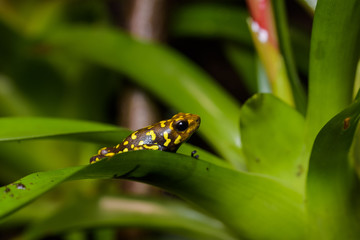 Harlekin poison dart frog in a bromeliad