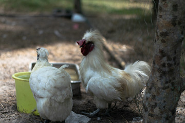 Chicken, female, white
