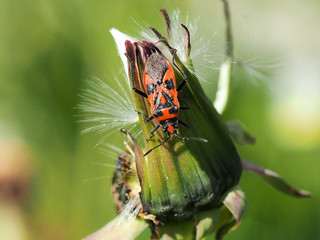 Schmuckwanze, Eurydema ornata, an abgeblühtem Löwenzahn im FRühlingsgarten
