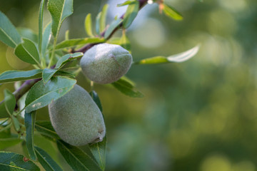 Unripe almonds on tree in orchard