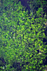 The green plan submerged in water in bibury village in cotswolds