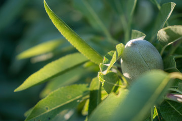 Unripe almonds on tree in orchard