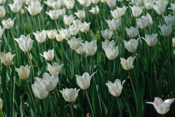 White tulips field